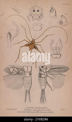 The Naturalist's Library, Edinburgh, W. H. Lizars, 1833, Entomologie, Insekten, Käfer, diese Illustration zeigt eine detaillierte Darstellung verschiedener Insekten, die sich speziell auf die Anatomie der Hausgrille konzentriert. In der Mitte zeigt eine größere Darstellung den Körper des Crickets, wobei die Beine und der segmentierte Bauch hervorgehoben werden. Diese zentrale Figur umgibt komplizierte Skizzen anatomischer Details, einschließlich Teile des Kopfes, der Flügel und der Beine. Jeder beschriftete Abschnitt bietet einen Einblick in die Anatomie dieser Kreaturen und betont ihre einzigartigen physischen Eigenschaften und Strukturen. Die Sci Stockfoto