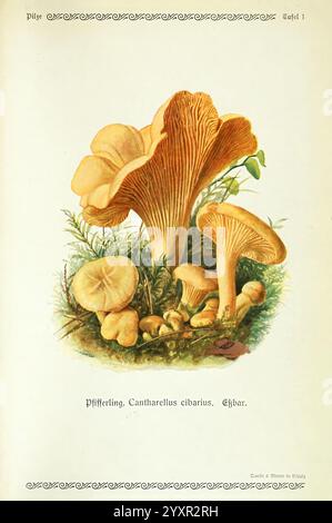 Pilze der Heimat Leipzig, Quelle und Meyer, 1913, Agaricaceae, Pilze, Deutschland, Mykologie, Pilze, Pilze, Emil Doerstling, Pfifferling, Pfifferling, Cantharellus cibarius, diese Illustration zeigt eine Vielzahl von Pilzen, besonders der Pfifferling oder Cantharellus cibarius, bekannt für seine ausgeprägte goldgelbe Farbe und wellige, trompetenartige Form. Die Pilze sind mit komplizierten Details dargestellt, die ihre strukturierten Kappen und Kiemen hervorheben, während sie zwischen üppigem grünem Moos und anderen kleineren Pilzen eingebettet sind. Die Umgebung betont ihren natürlichen Lebensraum und stellt ein organisches Zusammenspiel dar Stockfoto