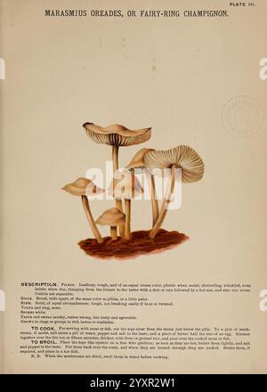 Pilze of America, Boston, L. Prang & Co. [1885], Pilze, Kochen, Pilze, Woods Hole, diese Abbildung zeigt eine Gruppe von Marasmius oreades, die allgemein als Feenring-Champignon bekannt ist. Die Pilze verfügen über eine glatte, konische Kappe, die von einer hellen Creme in einen dunkleren Farbton übergeht, wenn sie sich nach außen erstreckt. Die Kiemen sind fein angeordnet und fallen leicht auf den Schaft ab, der schlank und blass ist. Um diese Pilze herum befinden sich einige andere kleinere Pilze, die verschiedene Wachstumsphasen aufweisen. Der Begleittext enthält eine ausführliche Beschreibung ihrer Eigenschaften und ihrer kulinarischen Verwendung Stockfoto