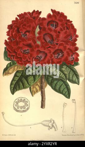 Curtis's Botanical Magazine, London, New York, Botanik, Zeitschriften, Bildwerke, Baum Rhododendron, Rhododendron arboreum, Matilda Smith, Manipur, Indien, Curtis, Blumen, Joseph Dalton Hooker, Frauen in der Wissenschaft, Matilda Smith, diese Illustration zeigt eine leuchtende Gruppe großer, roter Blumen mit komplizierten Details, die ihre Blütenblätter und markanten Markierungen zeigen. Die Blüten sind in voller Blüte dargestellt, was die Aufmerksamkeit auf ihre reiche Färbung und inneren Strukturen wie Staubblätter und Blütenstempel lenkt. Die Blumenanordnung umgibt mehrere Blätter, die sich durch ihre breite, strukturierte Struktur auszeichnen Stockfoto