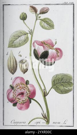 Icones Plantarum Medicinalium, Nürnberg, auf Kosten der Raspischen Buchhandlung, 1779-1790, Botanik, Medizin, Bildwerke, diese Abbildung zeigt eine detaillierte Darstellung des Capparis spinosa, allgemein bekannt als Kaperbusch. Sie zeigt die zarten rosa Blüten der Pflanze, die in voller Blüte sichtbar sind und ihre komplexen Blütenblätter und zentralen Staubblätter enthüllen. Die Blätter werden unter besonderer Berücksichtigung von Textur und Venenstruktur dargestellt, wodurch die botanische Genauigkeit verbessert wird. Weitere Elemente sind verschiedene Entwicklungsstadien der Blüte, wie Knospen und Fruchtkapseln. Th Stockfoto