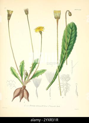 Icones, Florae, Germanicae, Helveticae, Pedemontanae, Tirolensis, Istriacae, Dalmaticae, Austriacae, Hungaricae, Transylvanicae, Moravicae, Borussicae, Holsaticae, Belgicae, Hollandicae, Mediae, Europae, Lipsiae, F. Hofmeister, Europa, Pictorial Works, Plants, eine Illustration, die eine gewöhnliche Löwenzahnpflanze zeigt, mit ihrer charakteristischen hellgelben Blüte auf einem schlanken Stiel. Die Komposition enthält eine detaillierte Darstellung des Wurzelsystems, der Blätter und der Blüteeigenschaften der Pflanze, begleitet von Nahskizzen, die verschiedene Aspekte wie die Blütenstruktur und Blattmore hervorheben Stockfoto