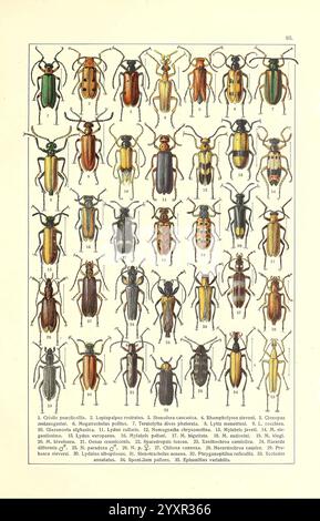 Zhuki Rossii i i zapadnoĭ Evropy, S.-Peterburg, Devrien, 1905-1915 Käfer, Europa, die Sowjetunion, Eine Sammlung verschiedener Käferarten, jede einzigartig illustriert und beschriftet. Das Arrangement verfügt über eine Vielzahl von Formen, Größen und Farben, die die Besonderheiten dieser Insekten verdeutlichen. Die Käfer werden in einem systematischen Rasterformat präsentiert, wobei jede Probe zur Identifizierung nummeriert ist. Einige zeigen komplizierte Muster und Markierungen, während andere leuchtende Farbschemata hervorheben. Diese visuelle Zusammenstellung dient als pädagogische Referenz und unterstreicht die Vielfalt der Zuckerrüben Stockfoto