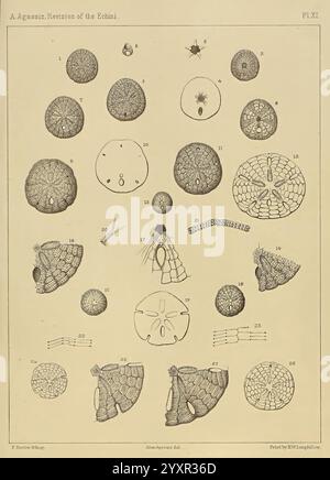 Revision der Echini, Cambridge, Mass, University Press, 1872-1874, Klassifizierung, Echinodermata, Seeigel, Museum of Comparative Zoology, Eine Sammlung komplizierter Illustrationen, die verschiedene Formen von Stachelhäutern zeigen, insbesondere ihre einzigartigen anatomischen Strukturen und Muster. Das Layout umfasst mehrere Proben, die systematisch angeordnet sind und verschiedene Perspektiven und Merkmale wie Wirbelsäulen, Körperformen und Oberflächentexturen hervorheben. Jede Abbildung ist nummeriert und dient als Referenz für weitere Untersuchungen. Diese Zusammenstellung betont die Diversität und Kommunion Stockfoto