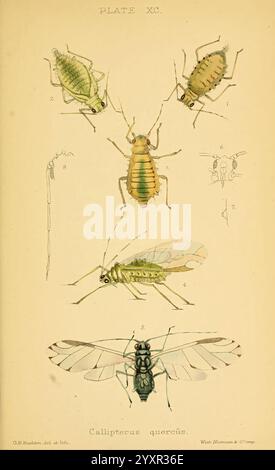 Monografie, von, der, Britisch, Blattläuse, London, 1876-83, Blattläuse, Großbritannien, Hemiptera, Insekten, Eine detaillierte Illustration, die verschiedene Arten von Insekten zeigt, beschriftet und akribisch dargestellt. Der obere Abschnitt enthält zwei Arten von Blattläusen, die ihre unterschiedlichen Formen und Texturen demonstrieren. Unten befindet sich eine größere Darstellung eines Blatttrichters, der die charakteristischen Flügel und die Körperstruktur hervorhebt. Unten ist ein markantes Bild von Callipterus quercus präsentiert, das seinen langgestreckten Körper und seine komplizierten Flügelmuster zeigt. Jedes Insekt wird genau dargestellt, wobei die anatomische Deta berücksichtigt wird Stockfoto