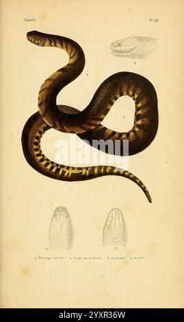 Erpétologie générale, ou, Histoire naturelle complète des reptiles Paris, Roret, 1834-1854. Amphibien Herpetology Reptilien, eine lange Schlange, wird mit einem auffälligen Muster aus abwechselnden dunklen und hellen Streifen dargestellt, die ihren glatten, geschwungenen Körper zeigen. Darüber bieten detaillierte Skizzen einen genaueren Blick auf verschiedene anatomische Merkmale, einschließlich Kopf und Skalen. Die Farbgebung der Schlange ist lebendig, mit satten Tönen, die ihre einzigartigen Markierungen unterstreichen, während die begleitenden Illustrationen eine wissenschaftliche Perspektive bieten, die die Bedeutung dieser Kreatur für die Erforschung von Reptilien unterstreicht. Die V Stockfoto