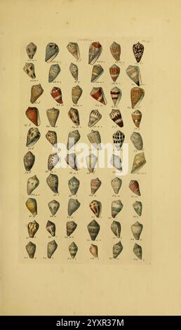 Index Testaceologicus, London, 1856, Weichtiere, Muscheln, Muscheln, diese Illustration zeigt eine Sammlung verschiedener Muscheln, die akribisch in Reihen und Säulen für Bildungszwecke angeordnet sind. Jede Schale zeigt einzigartige Muster und Farben, die die Vielfalt der Meereslebewesen veranschaulichen. Die Exemplare sind nummeriert, was ihre Klassifizierung oder Taxonomie angibt, die normalerweise in naturhistorischen Studien verwendet wird. Diese detaillierte Darstellung dient als Ressource für Liebhaber und Forscher, die sich für die Conchologie interessieren, und hebt die komplizierten Entwürfe und Formen hervor, die in den Schöpfungen der Natur zu finden sind. Stockfoto