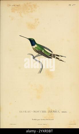 Histoire naturelle des colibris, Paris, Arthus Bertrand, 1830-1832, Kolibris, Bildwerke, Eine wunderschön illustrierte Darstellung eines Kolibri, gekennzeichnet durch sein leuchtendes grünes Gefieder und komplizierte Details. Der Vogel ist in einem Seitenprofil dargestellt, das eine klare Sicht auf seinen langgestreckten Körper und seine charakteristischen Merkmale ermöglicht. Die Flügel sind elegant ausgebreitet und zeigen zarte Federn, während der Schwanz ein kompliziertes Muster zeigt. Unter der Abbildung wird die Art als „Oiseau-Mouche Zémès, Adulte“ bezeichnet, was darauf hinweist, dass es sich um ein ausgewachsenes Exemplar handelt. Das Bildmaterial ist von der p Stockfoto