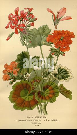 Favorite Flowers of Garden and Greenhouse London and New York Frederick warne Co. 1896-97 Frankreich 19. Jahrhundert Icônes Floriculture Chromolithographie Pflanzen Ornamental Rbgenr Pelargonium zonale, eine Illustration, die den Zonal Geranium, wissenschaftlich bekannt als Pelargonium zonale, zeigt. Diese Darstellung zeigt mehrere Sorten der Blume und zeigt ihre leuchtenden roten und rosa Blüten neben üppigem, grünem Laub. Die detaillierte Darstellung enthält nummerierte Etiketten, die verschiedene Merkmale kennzeichnen, wobei die unterschiedlichen Blattformen und Blumenteile im Vordergrund stehen. Die komplizierten Kunstwerke einfangen Stockfoto