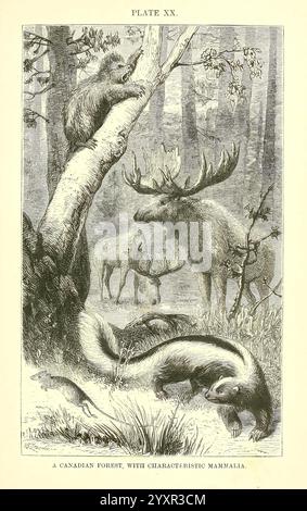 Die, geographische, Verteilung, der Tiere, 1876, Paläontologie, Geographie, Zoogeographie, Eine ruhige Szene, die einen kanadischen Wald voller vielfältiger Tierwelt darstellt. Im Vordergrund erkunden ein Stinktier und ein kleines Wiesel den Waldboden, während ein majestätischer Elch anmutig zwischen den Bäumen steht. In der Nähe sind zwei Hirsche zu sehen, was zur ruhigen Atmosphäre beiträgt. Oben liegt ein Bär auf einem Zweig und beobachtet seine Umgebung. Die komplizierten Details zeigen die Schönheit und Koexistenz verschiedener Tierarten in ihrem natürlichen Lebensraum. Stockfoto