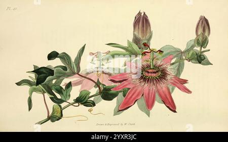 Flora Conspicua, London, Longman, Rees, Orme, Braun, Grün, 1826, England, Blumen, malerische Werke, Pflanzen, Zierpflanzen, der New York Botanical Garden, William Clark, Passiflora caerulea racemosa, Passiflora caerulea, Passiflora racemosa, Passionsblume, Histsciart, Botanik, diese Illustration zeigt eine komplexe Darstellung der Passionsblume (Passiflora), die ihre zarten Blütenblätter und ihre unverwechselbare Struktur zeigt. Das Bild fängt die leuchtenden Rosa- und Weißtöne der Blume ein, umgeben von üppig grünen Blättern und Ranken. Der Künstler beschreibt die florale Anatomie, einschließlich der Prominenten Stockfoto