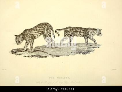 Die Wunder des Tierreichs, London, T. Kelly, 1830, Großbritannien, Ozelot, Zootiere, Menagerien, Tierverhalten beliebte Werke, zwei Leoparden sind in einer naturalistischen Umgebung dargestellt und zeigen ihre charakteristischen gefleckten Mäntel. Der eine Leopard ist aufrecht positioniert und untersucht scheinbar seine Umgebung, während der andere auf dem Boden verteilt ist und sich auf ein bestimmtes Detail in der Landschaft konzentriert. Ihre kraftvollen Gebilde und aufmerksamen Haltungen heben ihre räuberische Natur hervor. Der Hintergrund weist eine strukturierte Oberfläche auf, die auf ein raues Gelände hinweist und die wilde Essenz der Szene unterstreicht. Die V Stockfoto