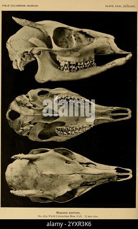 Die Land- und Meeressäuger Mittelamerikas und Westindiens. Chicago, Field Columbian Museum, 1904. Kolumbien, Nordamerika, Säugetiere, Westindien, Mazamas Artori, eine detaillierte Illustration, die die Schädel der Mazama sartori-Arten zeigt und drei verschiedene Ansichten zeigt: oben, Seite und Vorderseite. Diese Illustration zeigt die komplexen Strukturen und Zahnanordnungen und bietet wertvolle Einblicke in die anatomischen Merkmale der Spezies. Der Bildunterschrift zufolge ist dieses Exemplar als Nummer 269 aus der Sammlung des Field Columbian Museums im Bereich Zoologie katalogisiert, was seine Scienti betont Stockfoto