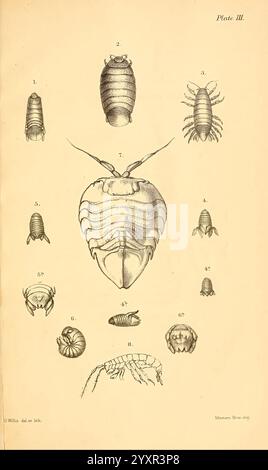 Katalog der Stiel- und sessiläugigen Krustentiere Neuseelands, London, E. W. Janson, 1876. Neuseeland, Krustentiere, Klassifikation, 3 Lironeca novaezelandiae, Cymodoce convexa, Serolis latifrons, Cymodoce granulata, NZ-Arten, Cirolana rossii, Isocladus spiniger, Paramoera tenuicornis, George Willis, Ceratothoa alineata, Eine detaillierte Abbildung zeigt verschiedene Krebstiere, insbesondere Isopoden, die ihre charakteristischen anatomischen Merkmale zeigen. Die Anordnung umfasst Ansichten von oben nach unten und von der Seite, wobei Körpersegmente, Antennen und Extremitätenstruktur hervorgehoben werden. Jede Probe ist als Referenz nummeriert, il Stockfoto