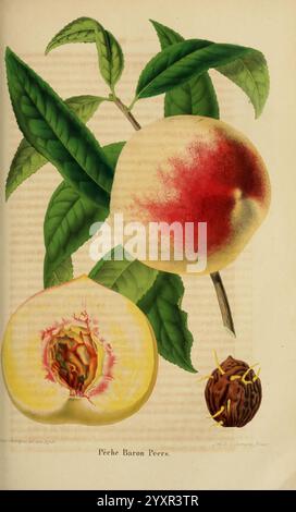 Belgique, Gartenbau, Lüttich, Botanik, Gartenbau, Zeitschriften, Pflanzen, Eine wunderschön illustrierte Darstellung zeigt einen Reifen Pfirsich, der seine samtige Haut mit einem Hauch von rotem Rouge zeigt. Die Frucht wird von einem Querschnitt begleitet, der ihr cremiges Fruchtfleisch und ihre charakteristische Grube offenbart. Um den Pfirsich herum sind üppige, grüne Blätter, die die lebendige natürliche Ästhetik unterstreichen. Diese Komposition unterstreicht die Eleganz des Pfirsichs, allgemein bekannt als „Pêche Baron Peers“, und betont die komplizierten Details seiner Form und Textur. Stockfoto
