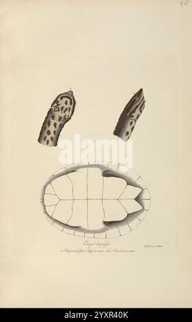 Abbildungen zur Naturgeschichte Brasiliens Weimar im Verlage des Grossherzogl Sächs priv Landes-Industrie-Comptoirs 1822-1831 brasilianische naturhistorische Bildwerke, diese Illustration zeigt detaillierte Darstellungen einer Schildkrötenschale und zwei Frontflossen. Die Hülle wird in einer dorsalen Ansicht dargestellt und zeigt ihre segmentierte Struktur mit definierten Schnitten. Die Flossen sind anatomisch dargestellt und heben ihre einzigartigen Muster und Texturen hervor. Die sorgfältige Wiedergabe betont die natürlichen Merkmale dieser Teile, die wahrscheinlich für wissenschaftliche Studien oder Bildungszwecke bestimmt sind. Die Il Stockfoto