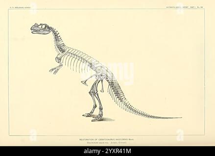 Die Dinosaurier von Nordamerika, Washington, Govt. Print, 1896, Dinosaurier, eine anatomische Illustration, die die Skelettstruktur eines Dinosauriers darstellt und die komplizierten Details der Wirbelsäule, der Gliedmaßen und des Schädels zeigt. Das Bild hebt die Ausrichtung und Proportionen der Knochen hervor und unterstreicht die einzigartigen Merkmale der Art. Die klare Darstellung ermöglicht eine detaillierte Untersuchung der Morphologie des Dinosauriers, was ihn zu einer wertvollen Ressource für paläontologische Studien und das Verständnis der evolutionären Eigenschaften von Reptilien macht. Stockfoto