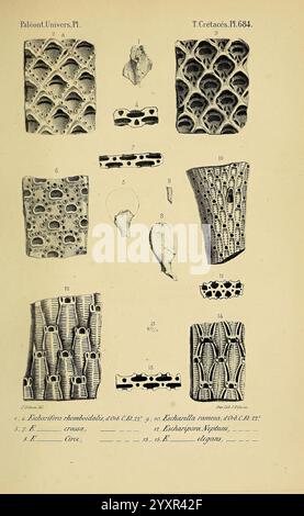 Paléontologie francaise, Paris, Chez l'auteur, 1840-1894, Frankreich, Paläontologie, Jura, Tertiär, Kreidezeit, Paläobotanik, Mollusken Fossil, Seeigel Fossil, die Illustration zeigt eine Sammlung detaillierter wissenschaftlicher Zeichnungen, die verschiedene Formen fossiler Korallen und ihre komplizierten Strukturen zeigen. Jede Probe ist nummeriert und beschriftet, wodurch charakteristische Merkmale wie Textur, Form und Muster hervorgehoben werden. Die Zeichnungen geben Einblicke in die Morphologie dieser Meeresorganismen, wobei einige Exemplare charakteristische geometrische Muster und poröse Eigenschaften aufweisen. Begleitend Stockfoto