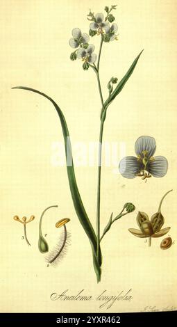 Exotic, Flora, Edinburgh, gedruckt für W. Blackwood, 1823-27, Großbritannien, Pflanzen, Pictorial Works, Pflanzen kultiviert, zeigt diese botanische Illustration die Pflanze Anelasma longifolia, die ihre zarten, langen Blätter und kleine weiße Blüten mit komplizierten Details zeigt. Zur Hauptpflanze gehören verschiedene markierte Teile, darunter Querschnitte der Fortpflanzungsstrukturen der Blüte, wie Staubblätter, Blütenstempel und Samen. Die Darstellung hebt die einzigartigen Eigenschaften der Pflanze hervor und trägt zu einem wissenschaftlichen Verständnis ihrer Morphologie und Fortpflanzungsanatomie bei. Stockfoto