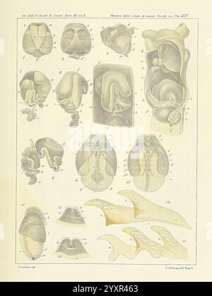 Æolididae, Familien, Hafen, Genua, Bologna, Gamberini, Parmeggiani, 1877-1881, Italien, Genua, Mollusken, Olividae, diese Abbildung zeigt eine detaillierte anatomische Untersuchung verschiedener Weichtiere, wobei ihre Schalenstrukturen und inneren Merkmale hervorgehoben werden. Die Sammlung umfasst mehrere beschriftete Diagramme, die Einblicke in die verschiedenen Formen und Formen von Weichtierschalen geben und sowohl Querschnittansichten als auch Oberflächendetails veranschaulichen. Die Bilder zeigen verschiedene Arten und betonen die einzigartigen Eigenschaften ihrer Schalen, wie Krümmung, Textur und Größe. Jede Probe ist für Re nummeriert Stockfoto