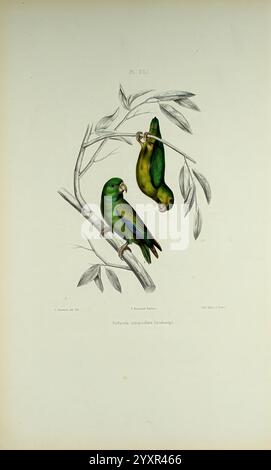Iconographie des perroquets, Paris, P. Bertrand, 1857, Bird, Vögel, Papageien, Papageien, Bildwerke, beliebte Werke, Forpus conspicillatus, Brillenpapageien, zwei lebendige Papageien sind auf einem zarten Zweig mit schlanken Blättern dargestellt. Der Vogel auf der linken Seite zeigt eine Mischung aus grünem und blauem Gefieder, das sich durch seine auffällige Färbung und eine anmutige Haltung auszeichnet. Im Gegensatz dazu hängt der Papagei auf der rechten Seite kopfüber und zeigt ähnliche Grüntöne, aber eine verspieltere Pose. Diese Illustration fängt die einzigartigen Merkmale beider Vögel ein und betont ihre lebendige Natur und die komplizierte Detai Stockfoto