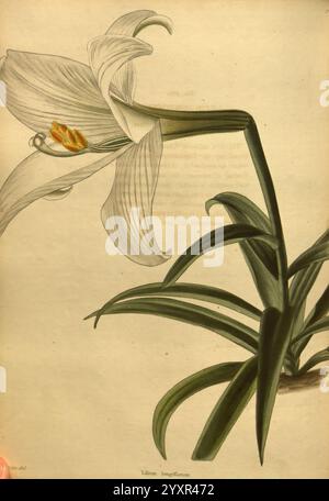 Botanical, Kabinett, London, John, Arthur, Arch, 1817-1833, Eine wunderschön illustrierte Lilie, die zarte weiße Blütenblätter elegant geschwungen und leicht geädert zeigt. Die Blüte zeigt leuchtende orange Antheren, die einen Kontrast zu den weichen Blütentönen bilden. Unten tauchen üppig grüne Blätter aus dem Stiel hervor, deren lange, schmale Form die gesamte Anmut der Pflanze verstärkt. Die detailreiche Wiedergabe hebt die komplizierten Texturen und die natürliche Schönheit der Lilie hervor und schafft eine harmonische Komposition, die die botanische Kunst zelebriert. Stockfoto