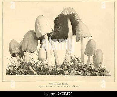 The, Pilz, Buch, New York, 1901, Kochen, Pilze, Pilze, Pilze., Eine Vielzahl von Pilzen werden hervorgehoben, die ihre einzigartigen Formen und Texturen zeigen. Die größeren Pilze haben breite, schirmähnliche Kappen, die teilweise offen sind und einen dunklen, gut definierten Rand aufweisen. Um diese herum befinden sich kleinere, empfindlichere Exemplare mit abgerundeten Spitzen, die sich eng aneinander schmiegen, wenn sie aus einem Gras- und Bodenbeet hervorgehen. Die Gesamtkomposition unterstreicht die biologische Vielfalt und die komplizierten Details jedes Pilzes und lädt zur Neugier über seine Arten und Lebensräume ein. Stockfoto