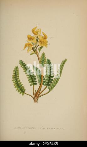 Die Flora der Alpen, London, J. C. Nimmo, 1896-1900. Alpen, Blumen, Bergpflanzen, Pflanzen, Schweiz, eine botanische Illustration mit einer zarten blühenden Pflanze, identifiziert als Pedicularis elongata. Die Pflanze zeigt leuchtend gelbe Blüten, die mit aufwändigen Details auf einem schlanken Stiel thront. Um die Blumen herum sind üppig grüne Blätter mit Farnanmutung, die eine Vielzahl von Texturen und Formen aufweisen. Die Gesamtkomposition kombiniert die Schönheit der Blumen mit dem komplizierten Layout des Blattes und unterstreicht die Eleganz und Komplexität dieses botanischen Exemplars. Th Stockfoto