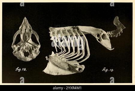 Osteologie der Vögel, 1909, Anatomie, Vögel, Knochen, Osteologie, Accipitres, falco mexicanus, das Arrangement weist zwei unterschiedliche Skelettstrukturen der Meereslebewesen auf. Der obere Teil zeigt den Schädel und die Wirbelsäule eines Meeressäugers, der seinen langen Kiefer und seine vorstehenden Zähne zeigt, was auf eine Raubtierart hinweist. Darunter befindet sich eine robustere Skelettstruktur, die durch eine Reihe von langen rippenartigen Knochen gekennzeichnet ist, die sich von einer zentralen Wirbelsäule erstrecken und möglicherweise den Brustkorb eines größeren Wassertiers darstellen. Die detaillierte Anatomie gibt Einblicke in die evolutionären Anpassungen dieser Stockfoto