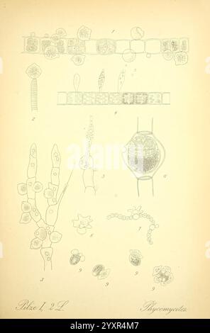 Prof. Dr. Thome's Flora von Deutschland, Österreich und der Schweiz, in Wort und Bild, für Schule und Haus, mit Tafeln von Walter Müller. Gera-Untermhaus, F.E. Khler,1886-1934, Österreich, Botanik, Cryptogamia, Cryptogams, Floras, Deutschland, Pflanzen, Schweiz, Pilze, diese Abbildung zeigt verschiedene mikroskopische Organismen und Strukturen. Oben zeigen mehrere verlängerte Formen verschiedene Arten von Zellen oder Mikroorganismen, die jeweils mit einer entsprechenden Zahl gekennzeichnet sind. Unten sind eine Reihe von kreisförmigen und verlängerten Formen in einer gemusterten Sequenz angeordnet, die möglicherweise zelluläre Anordnungen oder darstellen Stockfoto