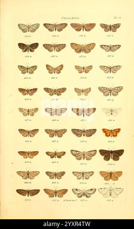 Index entomologicus London William Wood 1839 Butterflies Classification Great Britain Identification Lepidoptera Pictorial Works, Eine Sammlung verschiedener Schmetterlingsarten, die in einem organisierten Gitterformat dargestellt werden. Jede Reihe zeigt detaillierte Illustrationen oder Abbildungen von Schmetterlingen, die ihre komplizierten Flügelmuster und eine Reihe von Farben und Texturen zeigen. Die Schmetterlinge sind mit Identifikationsnummern gekennzeichnet, die einen wissenschaftlichen Kontext für ihre Klassifizierung darstellen. Diese Anordnung hebt die Vielfalt dieser Insekten hervor und betont sowohl gemeinsame als auch charakteristische Merkmale der Sa Stockfoto