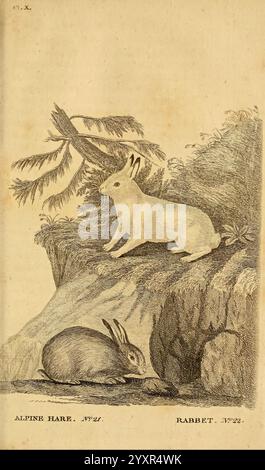 British Zoology Warrington gedruckt von W. Eyres für B. White London 1776-77 Great Britain Rabbit Hare Zoology Woods Hole. Die Abbildung zeigt zwei unterschiedliche Hasen in einer natürlichen Umgebung. Der Alpenhase, der sich durch sein weißes Fell auszeichnet, ist elegant auf einem felsigen Felsvorsprung gehalten und zeigt seine Wachsamkeit und Anmut. Unten ist ein braunes Kaninchen in einer entspannteren Haltung dargestellt, das nahe der Basis eines moosbedeckten Baumes auf der Suche ist. Um sie herum befinden sich Elemente der Landschaft, einschließlich eines zerklüfteten Geländes und eines Nadelbaums, die das Gefühl ihres natürlichen Lebensraums verbessern. Dieses Bildmaterial erfasst die BU Stockfoto
