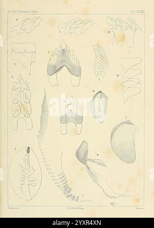 Æolididae, Familien, Hafen, Genua, Bologna, Typen, Gamberini, Parmeggiani, 1877-1881, Italien, Genua, Mollusken, Olividae, diese Illustration zeigt eine Reihe detaillierter anatomischer und morphologischer Studien verschiedener Muscheln und Meereslebewesen. Im Mittelpunkt stehen verschiedene Arten von Schalen, die ihre einzigartigen Formen und strukturellen Eigenschaften zeigen. Bemerkenswerte Elemente sind verschiedene Ansichten von Muscheln, die möglicherweise Weichtierarten darstellen, wobei die Zahlen bestimmte Exemplare oder Teile angeben. Darüber hinaus gibt es Abbildungen von Meeresorganismen, die ihre komplizierten Details und betonen Stockfoto