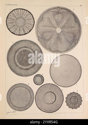 Atlas der Diatomaceen-Kunde, Leipzig, O. R. Reisland, 1874-1819, Atlanten, Bacillariophyceae, diese Illustration zeigt eine Sammlung von Kreisdiagrammen, die jeweils komplizierte Muster und Texturen innerhalb ihrer Grenzen zeigen. Die Entwürfe sind systematisch in unterschiedlichen Größen und Formen angeordnet und stellen verschiedene Formen natürlicher oder mikroskopischer Entitäten dar, die möglicherweise mit Biologie oder Geologie zusammenhängen. Jede Abbildung ist als Referenz nummeriert und hebt ihre einzigartigen Strukturen hervor, die Symmetrie und Details veranschaulichen. Die Gesamtzusammensetzung ist organisiert und stellt eine wissenschaftliche Untersuchung der Diversität dar Stockfoto