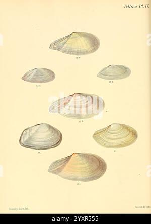 Conchologia iconica oder Illustrationen der Muscheln von Weichtieren London, Reeve, Brothers, 1843-1878. Weichtiere, Bildwerke, Muscheln, Eine Sammlung detaillierter Illustrationen, die verschiedene Arten von Tellina-Muscheln zeigen, jede mit einer entsprechenden Nummer gekennzeichnet. Die Schalen variieren in Form und Größe, wobei feine Linien und Muster ihre einzigartige Textur hervorheben. Einige zeigen dezente Farbtöne, während andere mit einem Fokus auf ihre natürlichen Konturen dargestellt werden. Die Gesamtkomposition spiegelt die Schönheit und Vielfalt der Meereslebewesen wider und betont wissenschaftliche Studien und künstlerische Darstellungen Stockfoto