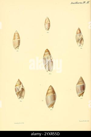 Conchologia Iconica oder Illustrationen of the Muscheln of Molluscous Animals London, Reeve, Brothers, 1843–1878. Mollusks, Pictorial Works, Muscheln, diese Illustration zeigt eine Sammlung detaillierter Darstellungen verschiedener Muscheln, die ihre einzigartigen Formen und komplizierten Muster zeigen. Jede Schale ist nummeriert, was verschiedene Arten oder Variationen angibt. Die markanten Farben und Texturen unterstreichen die natürliche Schönheit dieser Meeresobjekte und zeigen eine Reihe von Designs, von glatten Kurven bis hin zu spiralförmigen Formen. Das Arrangement betont die Vielfalt der Bewohner des Ozeans und lädt die ein Stockfoto