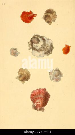 Die Naturgeschichte der britischen Muscheln, v.1-3, London, gedruckt für den Autor und für F.C. und J. Rivington, von Bye and Law, 1800-1804, Großbritannien, Mollusken, Bildwerke, Muscheln, Eine Sammlung von aufwändig detaillierten Muschelillustrationen, die künstlerisch auf hellem Hintergrund angeordnet sind. Das Sortiment umfasst verschiedene Formen und Größen und bietet eine Reihe von Texturen und Mustern. Unter den Schalen verstärken leuchtende Farben das visuelle Interesse, wobei Rot- und Orangentöne mit weicheren Tönen kontrastieren. Das Arrangement weist sowohl Symmetrie als auch Variation auf, was die Diversität von marin unterstreicht Stockfoto