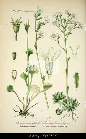 Prof. Dr. Thomé's Flora von Deutschland Österreich und der Schweiz in Wort und Bild für Schule und Haus mit Tafeln von Walter Müller Gera-Untermhaus F.E. Köhler 1886-1934 Pflanzen Deutschland Österreich Schweiz Saxifragaceae floras Cryptogamia zeigt die Abbildung verschiedene Details der Arabidopsis thaliana Pflanze, auch bekannt als thale Kresse. Es umfasst markierte Teile wie die Blüten-, Stamm- und Blattstrukturen, die die zarten Blüten der Pflanze mit hervorstechenden Staubblättern hervorheben. Die Darstellung bietet neben accur einen näheren Blick auf die blühenden und vegetativen Aspekte der Pflanze Stockfoto