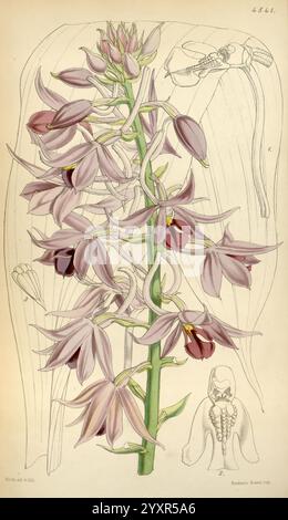 Curtis's Botanical Magazine, London, New York, Botanik, Zeitschriften, Bildwerke Curtis, die Illustration zeigt eine vertikal angeordnete Gruppe von eleganten Orchideen, die zarte Blüten mit langen Blütenblättern in sanften Lavendeltönen und tiefem Burgunderrot zeigen. Die Blumen sind detailreich und zeigen ihre einzigartigen Formen und Texturen. Neben der Orchidee gibt es eine subtile Hintergrundskizze menschlicher Hände und verschiedener Pflanzenstrukturen, die die Verbindung zwischen Botanik und Anatomie unterstreicht. Dieses Kunstwerk fängt die Schönheit der Orchidee ein und betont gleichzeitig die wissenschaftliche Studie bl Stockfoto
