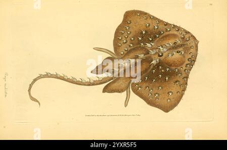 Die Naturgeschichte der britischen Fische, London, gedruckt für den Autor und für F. und C. Rivington, 1802-1808, Fishes, Großbritannien, Bildwerke, Museum of Comparative Zoology, Eine detaillierte Illustration eines breiteren Schlittschuhs mit seinem charakteristischen flachen Körper und seinen großen Brustflossen. Die Oberfläche des Schlittschuhs ist mit zahlreichen kleinen, stacheligen Texturen verziert, die seine einzigartigen anatomischen Merkmale betonen. Der Kopf ist vorne positioniert, mit beiden Augen und Spiracles ausgestattet, die sich hinter ihnen befinden, während ein schlanker Schwanz nach hinten reicht, was das anmutige Aussehen der Kreatur unterstreicht. Bel Stockfoto