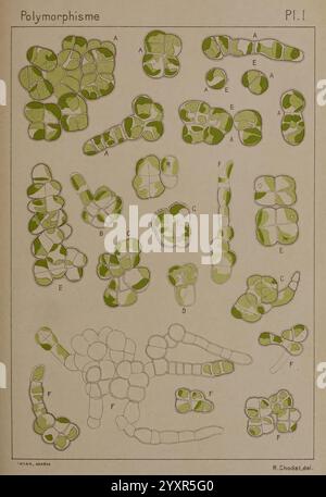 Étude critique et expérimentale sur le polymorphisme des algues, Genève, Georg, 1909, Algae, Morphologie zeigt die Illustration verschiedene Formen und Anordnungen grüner Zellstrukturen und zeigt das Konzept des Polymorphismus. Jeder Abschnitt ist mit Buchstaben gekennzeichnet, was auf unterschiedliche morphologische Variationen hinweist. Die Darstellung unterstreicht die Vielfalt in Form und Größe der Zellen und betont ihre einzigartigen Eigenschaften und potenziellen Funktionen. Das Arrangement schlägt eine Untersuchung biologischer Formen vor, die möglicherweise mit pflanzlichem oder mikrobiellem Leben zusammenhängen, und unterstreicht die Bedeutung des Verständnisses Stockfoto