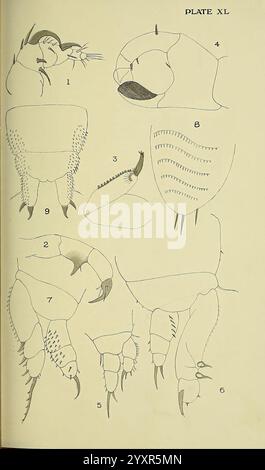 Die British Parasitic Copepoda London, gedruckt für die Ray Society 1913 Great Britain Parasites fischt Crustacea Copepoda, zeigt eine Reihe detaillierter anatomischer Diagramme mit verschiedenen Krustentierarten. Jede beschriftete Abbildung enthält spezifische Details zu verschiedenen Körperteilen, einschließlich Kopf, Klauen und anderen Unterscheidungsmerkmalen. Die Zeichnungen unterstreichen die Vielfalt der Morphologie der Exemplare. Die nummerierten Schnitte entsprechen verschiedenen anatomischen Komponenten und heben Aspekte wie Körpersegmentierung, Struktur des Blinddarms und Mundteile hervor. Dieses educ Stockfoto