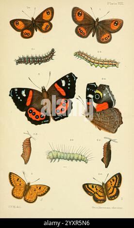 Ein elementares Handbuch der neuseeländischen Entomologie, 1892. Neuseeland, Insekten, Arthropoda, Vanessa gonerilla, Argyrophenga antipodum, George Vernon Hudson, 8, Chrysophanus salustius, NZ-Arten, Arthropoden, die Abbildung zeigt eine Sammlung verschiedener Schmetterlingsarten und deren Lebensstadien. An der Spitze zeigen zwei Schmetterlinge lebendige Flügelmuster, die an ihren unterschiedlichen Farben und Markierungen erkennbar sind. Darunter sind die verschiedenen Larvenstadien dargestellt, die die raupenformen dieser Schmetterlinge veranschaulichen. Das Kunstwerk enthält auch Chrysalis-Formen, die den Transformationsprozess o betonen Stockfoto