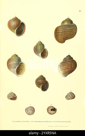 Novitates Conchologicae, Cassel, T. Fischer, 1854-79, Weichtiere, Bildwerke, die Illustration zeigt eine Reihe detaillierter Darstellungen verschiedener Arten von Muscheln, die jeweils mit einer entsprechenden Nummer zur Identifizierung gekennzeichnet sind. Die Schalen weisen eine Reihe von Formen und Texturen auf, die ihre komplizierten Muster und Farben hervorheben. Diese Exemplare spiegeln die Vielfalt der Natur wider, wobei einige Schalen gestreckt erscheinen, während andere eher abgerundet sind. Die Anordnung der Muscheln unterstreicht ihre einzigartigen Eigenschaften, was sie zu einer wertvollen Referenz für Liebhaber der Meereslebewesen und der Weichtiere macht Stockfoto