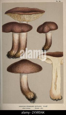 Illustrationen britischer Pilze (Hymenomycetes), die als atlas zum „Handbuch britischer Pilze“ dienen. London, 1881-91. Pilze, Großbritannien, die Abbildung zeigt eine detaillierte Untersuchung der Agaricus-Arten (bekannt als der gewöhnliche Pilz), insbesondere Agaricus rutlandii. Es zeigt verschiedene Perspektiven, einschließlich der Kappe und des Stiels, und hebt die unterschiedlichen Texturen und Schattierungen hervor. Jede Pilzvariante wird akribisch dargestellt und betont die einzigartigen Eigenschaften wie die Farbe der Kappe, die Glätte des Stängels und die Kiemen darunter. Das Bild wird mit einem Nein begleitet Stockfoto