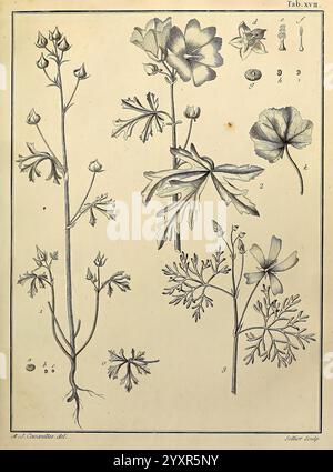 Monadelphiae, Classis, Dissertationes, Decem, Parisiis, apud F.A. Didot, 1785-1790, Pflanzen, Spermatophyten, Bildwerke. eine botanische Illustration, die verschiedene Stadien der Pflanzenentwicklung zeigt. Die Komposition enthält detaillierte Darstellungen blühender Pflanzen, die ihre Stiele, Blätter und Blüten hervorheben. Jedes Element ist sorgfältig mit Nummern versehen, die bestimmten Pflanzenteilen entsprechen, was eine eindeutige Referenz für die Identifizierung darstellt. Die Illustration zeigt die komplizierten Details der Blütenblätter, die Struktur der Blätter und die Anordnung der Knospen und unterstreicht die Schönheit Stockfoto