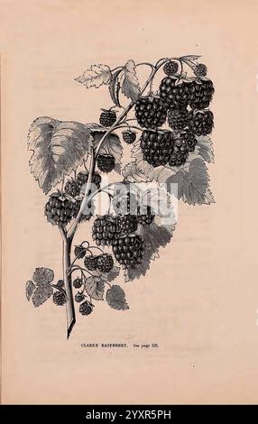 Ein beschreibender Katalog ausgewählter Gemüse-, Blumen- und landwirtschaftlicher Samen, Boston, MA, Curtis & Cobb, Blumen, Boston, Massachusetts, Samen, Kataloge, Saatgutindustrie und -Handel, Clark's Himbeere, Clark's Himbeere, Curtis & Cobb, Curtis & Co, Gartengeschichten, in Blüte, Eine wunderschön illustrierte Darstellung einer Clarke Himbeerpflanze, die Gruppen reifer, dunkler Beeren zeigt, die an einem stabilen Stamm hängen. Die Blätter sind fein detailliert und zeigen ihre charakteristischen gezackten Kanten und lebendigen Adern. Die Zusammensetzung fängt die organische Form der Pflanze ein und hebt sowohl ihr Laub als auch ihre Frucht hervor Stockfoto