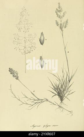 Art Graminum, Petropoli, Impensis Academiae Imperialis Scientiarum, 1828-1836, Gramineae, Bildwerke, Gräser, eine Illustration, die die detaillierten Merkmale von Agrostis polynra, allgemein bekannt als eine Grasart, zeigt. Die Komposition umfasst verschiedene Teile der Pflanze: Links ist ein schlanker Stamm mit zarten, filigranen Blättern in komplizierten Details dargestellt. Über dem Stiel sind Merkmale mit der Blütenstände gekennzeichnet, die aus langgestreckten Blütenspitzen bestehen. Die Basis der Abbildung zeigt eine Nahaufnahme des Wurzelsystems des Grases, wodurch die Wachstumsstruktur hervorgehoben wird. Clear l Stockfoto