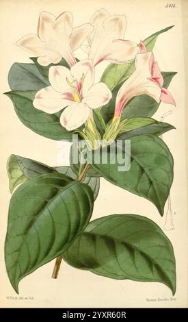 Curtis's Botanical Magazine, London, New York, Botanik, Zeitschriften, malerische Werke, Curtis, Eine botanische Illustration, die eine Gruppe eleganter Blumen mit zarten weißen Blüten und zarten rosa Akzenten zeigt. Die Blüten entstehen aus kräftigen grünen Blättern, die sich durch eine ausgeprägte Aderung und eine glänzende Textur auszeichnen. Die Komposition hebt die natürliche Schönheit der Flora hervor und betont die komplizierten Details der Blumen und des Laubs, wodurch eine lebendige Darstellung der Kunstfertigkeit der Natur entsteht. Stockfoto