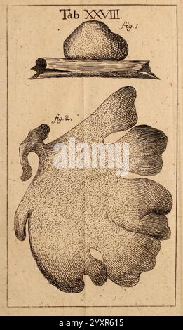 Dissertationes ad Scientiam naturalem pertinentes Pragæ sumptibus W. Gerle 1772 Naturgeschichte Pilzmykologie Poria membranacea Poria pulvinata, die Illustration zeigt zwei unterschiedliche Formen eines botanischen Exemplars. Oben befindet sich eine abgerundete Struktur, die einem Knollenwuchs oder Pilzen ähnelt und auf einer Ebenen Oberfläche liegt, die den Boden oder ein Stück Holz darstellen kann. Unten zeigt ein größeres, aufwändig geformtes Blatt oder eine Wolle, gelappte Umrisse, was auf eine Verbindung zu Meeres- oder Wasserpflanzen hindeutet. Die detaillierte Linienarbeit betont die Texturen und Konturen beider Exemplare und lädt die VI ein Stockfoto